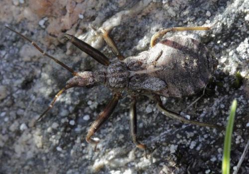 Réf. 184 219 : Rhynocoris erythropus